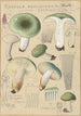 Russula aureginea - Hans Baldung — vy av konstverket