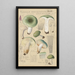 Russula aureginea - Hans Baldung — inramlat konstverk på väggen