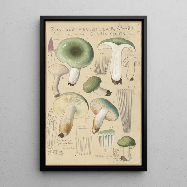 Russula aureginea - Hans Baldung — inramlat konstverk på väggen