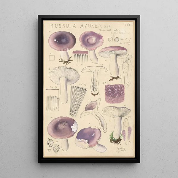 Russula azurea - Hans Baldung — inramlat konstverk på väggen