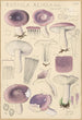 Russula azurea - Hans Baldung — vy av konstverket