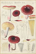 Russula badia - Hans Baldung — vy av konstverket