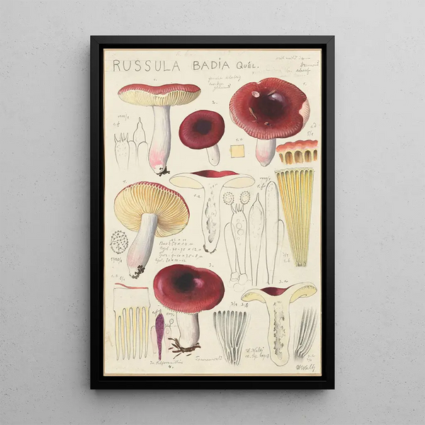 Russula badia - Hans Baldung — inramlat konstverk på väggen