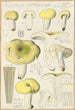 Russula citrina - Hans Baldung — vy av konstverket
