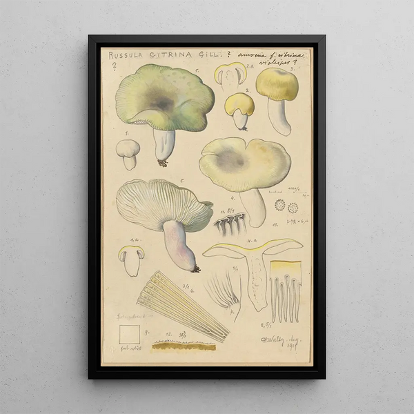 Russula citrina Gill - Hans Baldung — inramlat konstverk på väggen