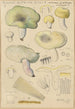 Russula citrina Gill - Hans Baldung — vy av konstverket