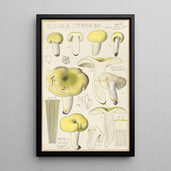 Russula citrina - Hans Baldung — inramlat konstverk på väggen