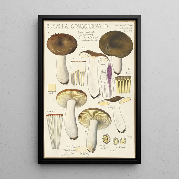 Russula consobrina - Hans Baldung — inramlat konstverk på väggen