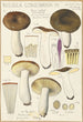Russula consobrina - Hans Baldung — vy av konstverket