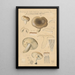 Russula consobrina var sororia - Hans Baldung — inramlat konstverk på väggen