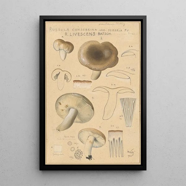 Russula consobrina var sororia - Hans Baldung — inramlat konstverk på väggen