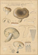 Russula consobrina var sororia - Hans Baldung — vy av konstverket