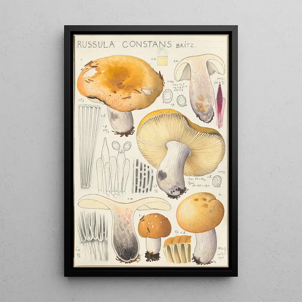 Russula constans - Hans Baldung — inramlat konstverk på väggen
