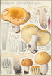 Russula constans - Hans Baldung — vy av konstverket