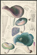 Russula cyanoxantha Schaeffer - Hans Baldung — vy av konstverket