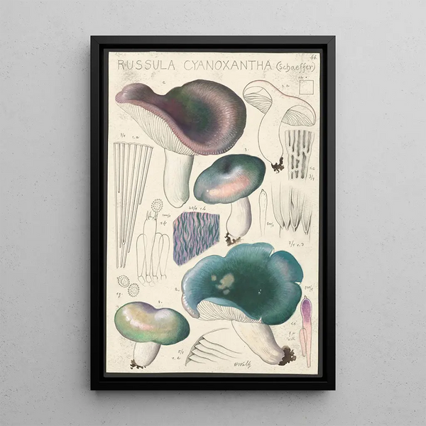 Russula cyanoxantha Schaeffer - Hans Baldung — inramlat konstverk på väggen