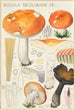 Russula decolorans Fr - Hans Baldung — vy av konstverket