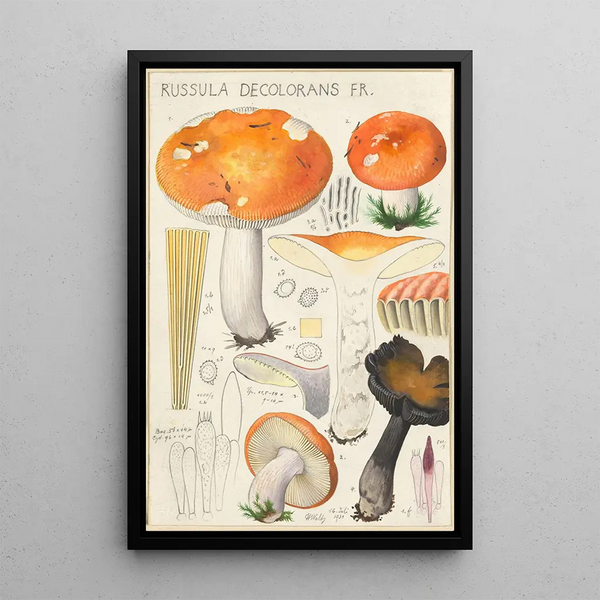 Russula decolorans Fr - Hans Baldung — inramlat konstverk på väggen