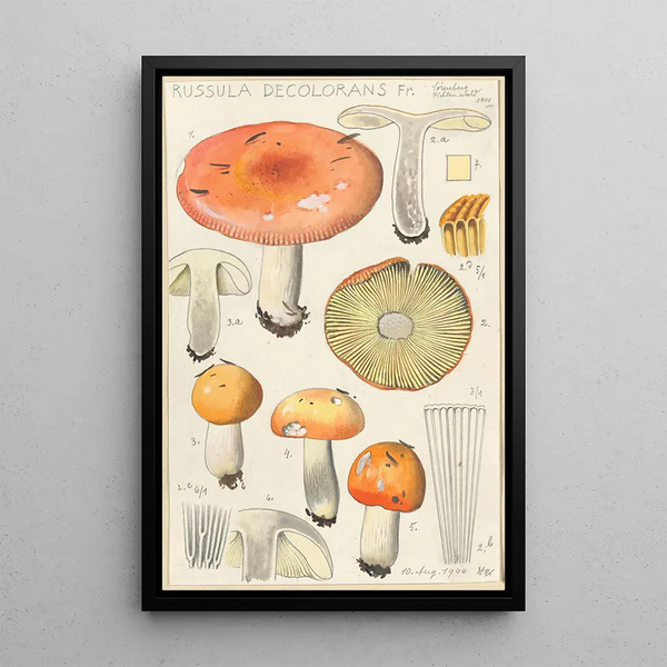 Russula decolorans - Hans Baldung — inramlat konstverk på väggen