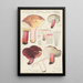 Russula depallens - Hans Baldung — inramlat konstverk på väggen