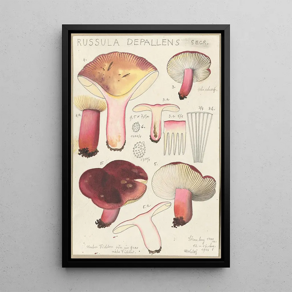 Russula depallens - Hans Baldung — inramlat konstverk på väggen