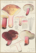 Russula depallens - Hans Baldung — vy av konstverket