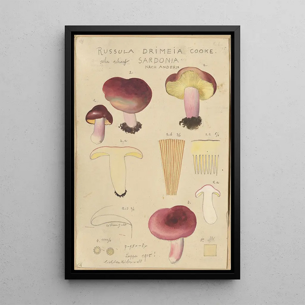 Russula drimeia - Hans Baldung — inramlat konstverk på väggen