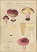 Russula drimeia - Hans Baldung — vy av konstverket