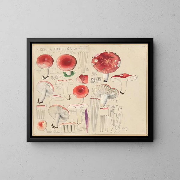Russula emetica - Hans Baldung — inramlat konstverk på väggen