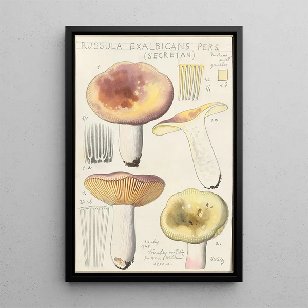 Russula exalbicans - Hans Baldung — inramlat konstverk på väggen