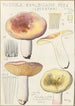 Russula exalbicans - Hans Baldung — vy av konstverket