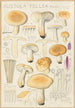 Russula fellea - Hans Baldung — vy av konstverket