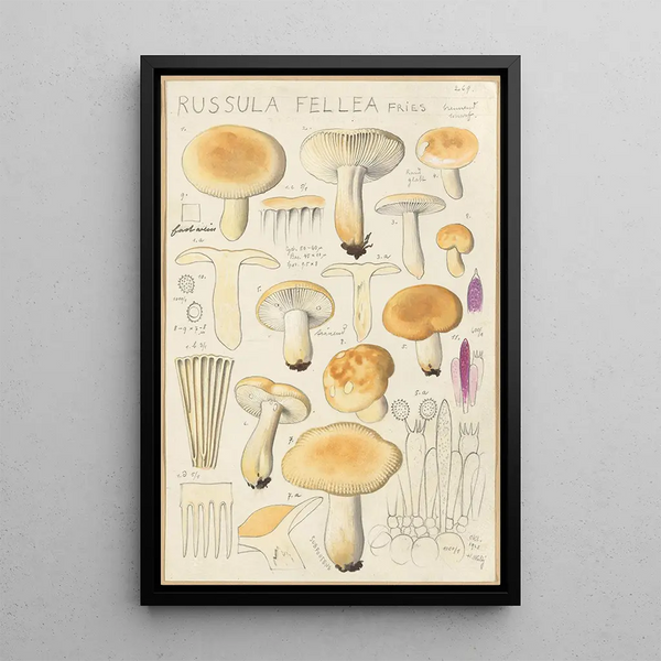 Russula fellea - Hans Baldung — inramlat konstverk på väggen