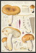 Russula foetens Pers - Hans Baldung — vy av konstverket