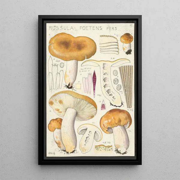 Russula foetens Pers - Hans Baldung — inramlat konstverk på väggen