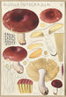 Russula integra - Hans Baldung — vy av konstverket
