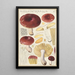 Russula integra - Hans Baldung — inramlat konstverk på väggen