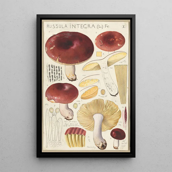 Russula integra - Hans Baldung — inramlat konstverk på väggen
