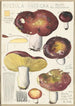 Russula integra L Forma montana - Hans Baldung — vy av konstverket