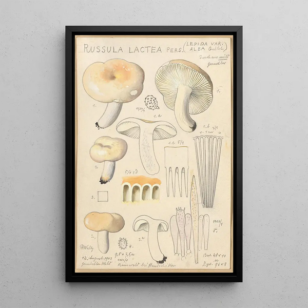 Russula lactea - Hans Baldung — inramlat konstverk på väggen
