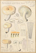Russula lactea - Hans Baldung — vy av konstverket