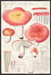 Russula lepida Fries - Hans Baldung — vy av konstverket
