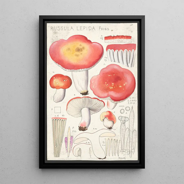 Russula lepida Fries - Hans Baldung — inramlat konstverk på väggen