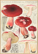 Russula linnaei - Hans Baldung — vy av konstverket