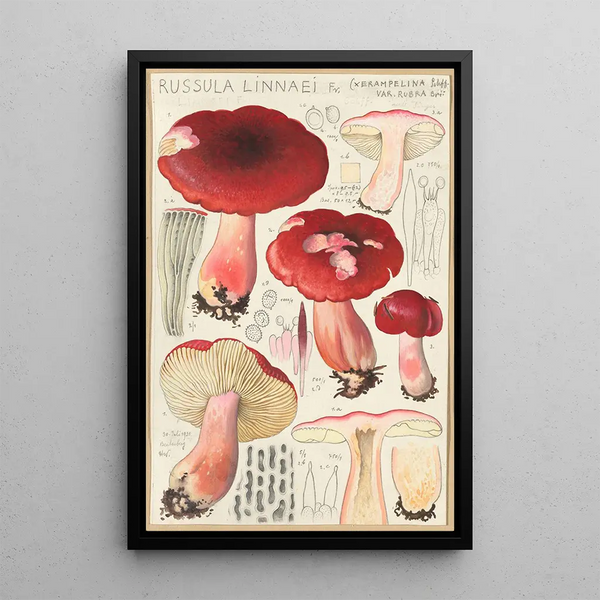 Russula linnaei - Hans Baldung — inramlat konstverk på väggen