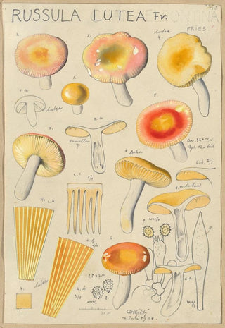 Hans Walty - Russula lutea.webp