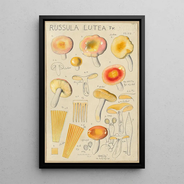 Russula lutea - Hans Baldung — inramlat konstverk på väggen