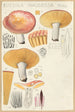 Russula nauseosa - Hans Baldung — vy av konstverket