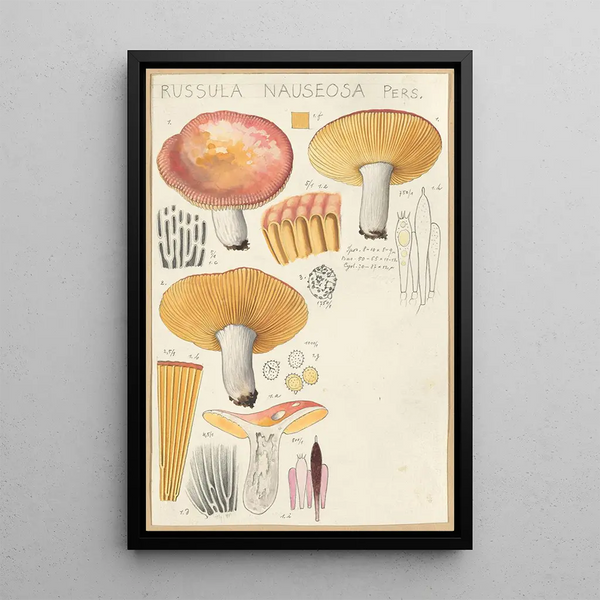 Russula nauseosa - Hans Baldung — inramlat konstverk på väggen