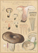Russula nigricans - Hans Baldung — vy av konstverket